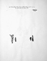 Pithya vulgaris image